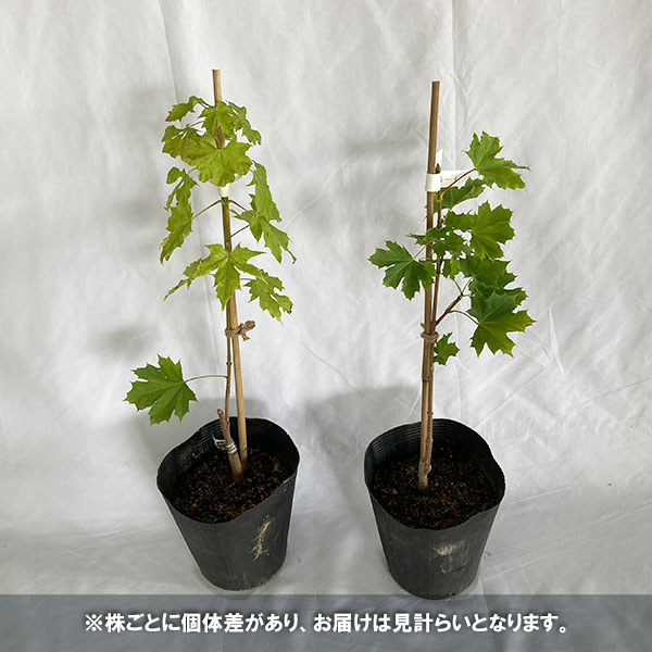 花木 庭木の苗 ノルウェーカエデ プリンストンゴールド 7号ポット Liceochiloe Cl