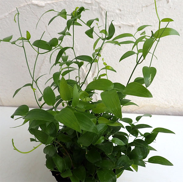 観葉植物 アスパラガス スマイラックス3ナンバーポット苗4根っこ揃 Nobhillmusic Com
