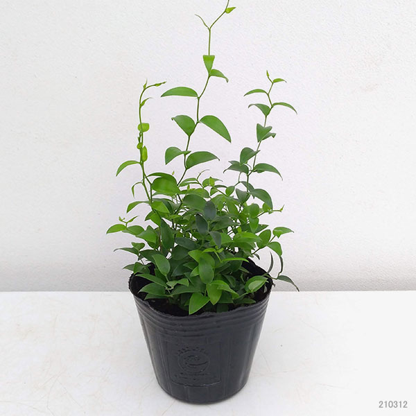 観葉植物 アスパラガス スマイラックス3ナンバーポット苗4根っこ揃 Nobhillmusic Com