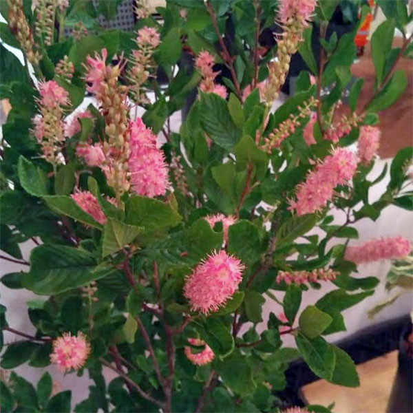 初夏から夏にピンク花をたくさん咲かせる花木の人気品種 花木 花木 植木 庭木の苗 送料無料 アメリカリョウブ ピンクスパイヤー8号ポット 園芸ネット プラス