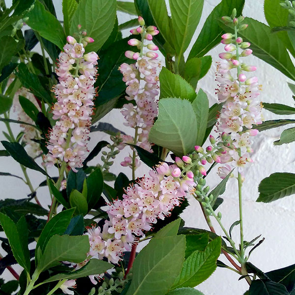 初夏から夏にピンク花をたくさん咲かせる花木の人気品種 ガーデニング 農業 庭木の苗 送料無料 アメリカリョウブ ピンクスパイヤー8号ポット 園芸ネット 花木 花木 植木 プラス