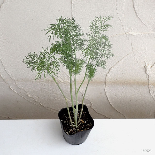 24株セット 園芸ネット ガーデニング 農業 ハーブ苗 ハーブの苗物 苗物 プラス料理 ティ 共生 ハーブの苗 送料無料 ディル3号ポット