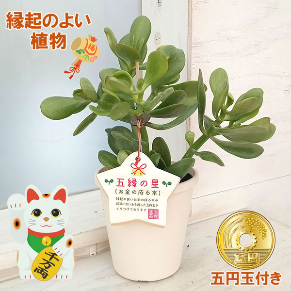 楽天市場】金のなる木 花いっぱい 桜花月 5号鉢 送料無料 カゲツ 花月