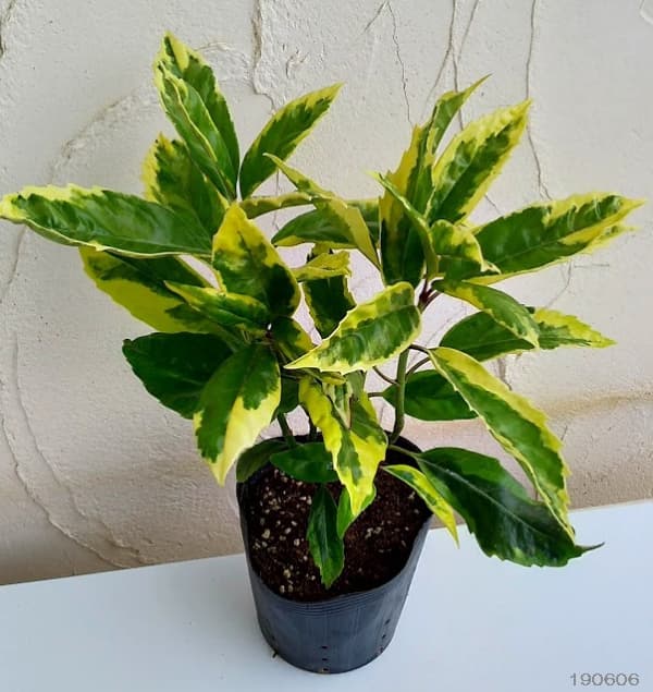庭木の定番常緑低木 日陰向き 花木 庭木の苗 植木 アオキ サルフレア5号ポット 8株セット 園芸ネット プラス 庭木の定番常緑低木 日陰向き 花木 庭木の苗 植木 アオキ サルフレア5号ポット 8株セット 園芸ネット プラス