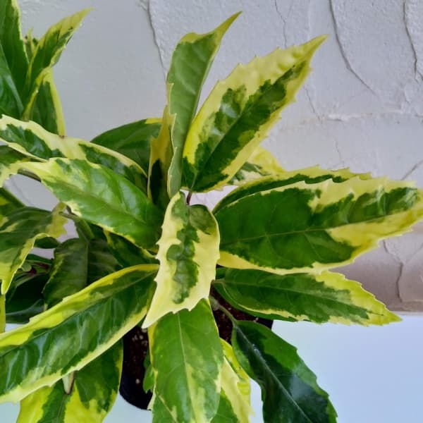 庭木の定番常緑低木 日陰向き 花木 庭木の苗 植木 アオキ サルフレア5号ポット 8株セット 園芸ネット プラス