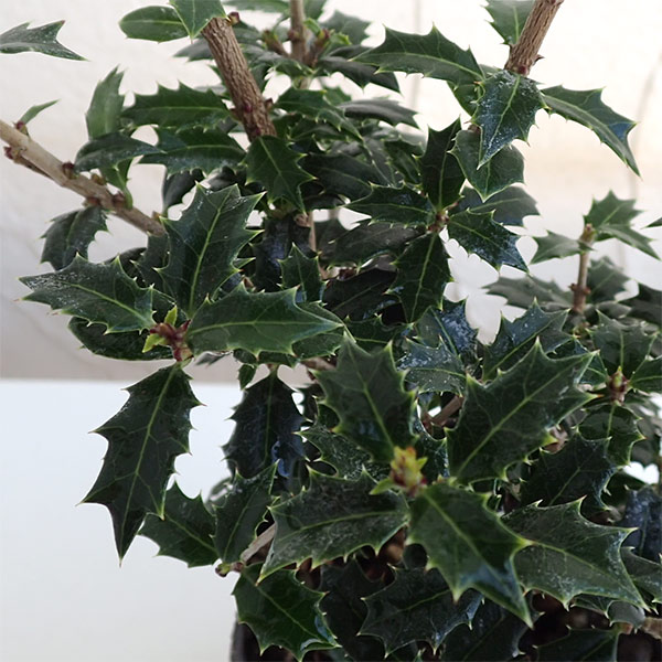 花木 庭木の苗 ヒイラギ 馨香姫5サイズポット3ストック設定 大きにリーフレットで香料の健全白花を11お月さま時点に咲かせる柊 Carcheckcentre Com