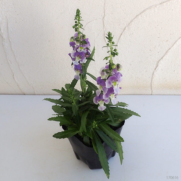 草花の苗 送料無料 アンゲロニア エンジェルフェイス ウェッジウッドブルー3号ポット 24株セット Aplusfinance Blog Com