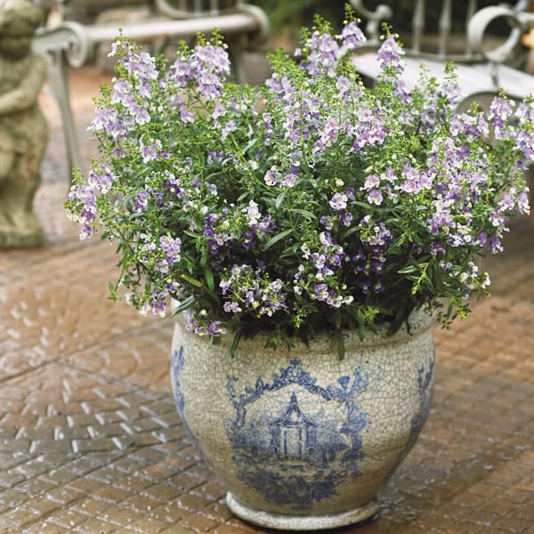 草花の苗 送料無料 アンゲロニア エンジェルフェイス ウェッジウッドブルー3号ポット 24株セット Aplusfinance Blog Com