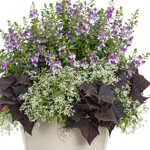 草花の苗 送料無料 アンゲロニア エンジェルフェイス ウェッジウッドブルー3号ポット 24株セット Aplusfinance Blog Com