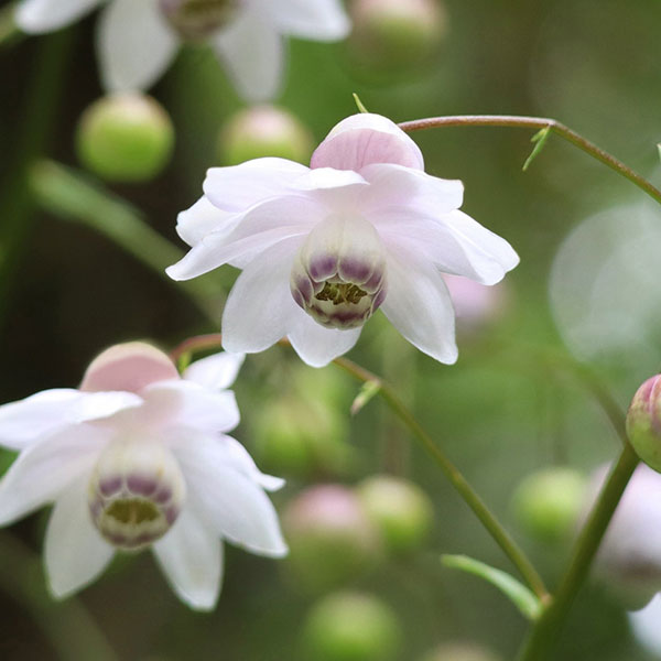 楽天市場】山野草の苗/レンゲショウマ（蓮華升麻）3号ポット2株セット