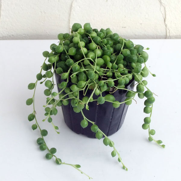 楽天市場】【楽天スーパーセールP5倍】 多肉植物 seグリーンネックレス