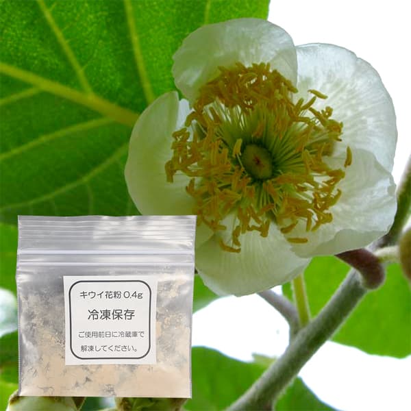 キウイの花粉1袋と花粉増量剤・染色石松子（せきしょうし）1袋の
