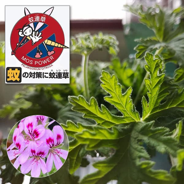 楽天市場 ハーブの苗 蚊連草 蚊よけ植物かれんそう 3号ポット 園芸ネット プラス