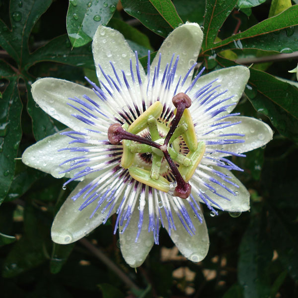 楽天市場】花木 庭木の苗/キンモクセイ（金木犀）6号ポット