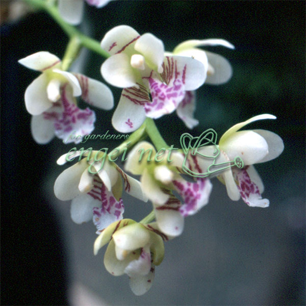 楽天市場】ナゴラン 名護蘭 【蘭】【ラン】【着生蘭】 : フェニックス