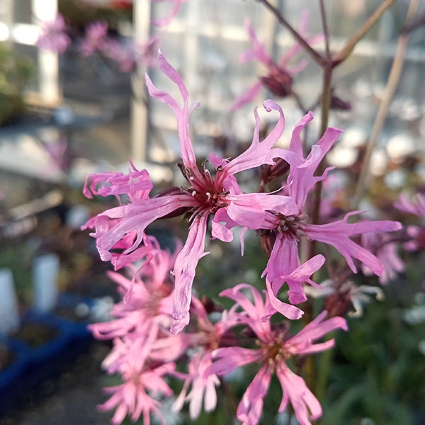 楽天市場】リクニス ピンクロビン苗 可憐なピンクの花 ナデシコ科 花芽
