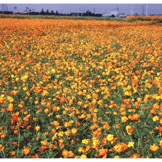 見晴らし決定付ける似たり：黄花全ての存在500g入り口・入口 [キバナコスモス タネ 6～8月血縁グループ 草丈～90糎]