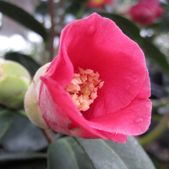 楽天市場】椿（ツバキ） 湊晨侘助（ソウシンワビスケ）苗木 8号（g05-3