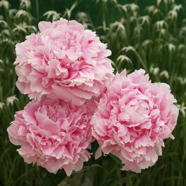 楽天市場 草花の苗 シャクヤク ピオニー サラベルナール7号ポット 園芸ネット プラス