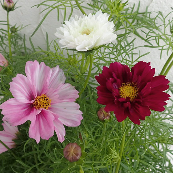 楽天市場】コスモス ミックス MIX 寄せ植え 4号サイズ 鉢植え