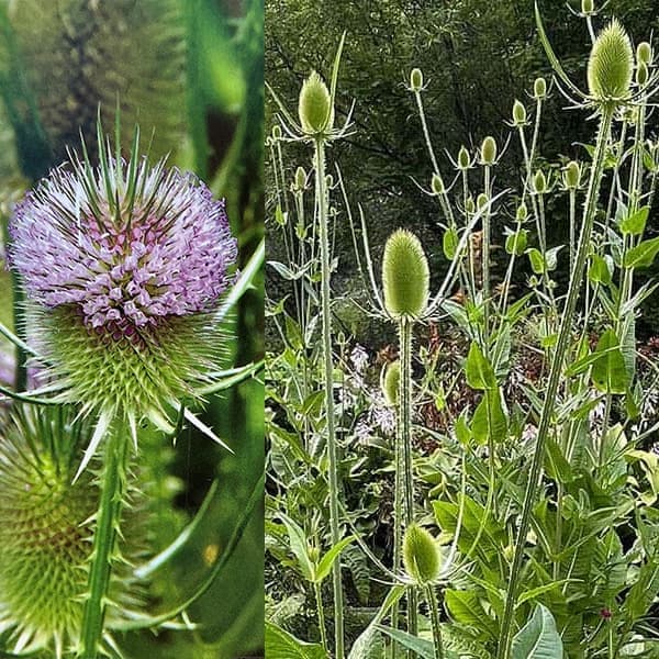 計10本セット苗 Koken（コーケン）3/8”-9.5 Z-EAL（ジール）ヘックスビット