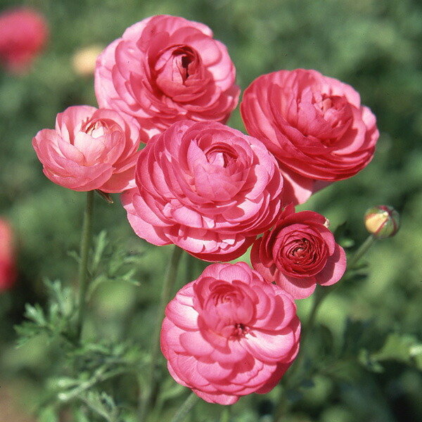 楽天市場】球根/ラナンキュラス：（色別）ピンク4球入り : 園芸ネット