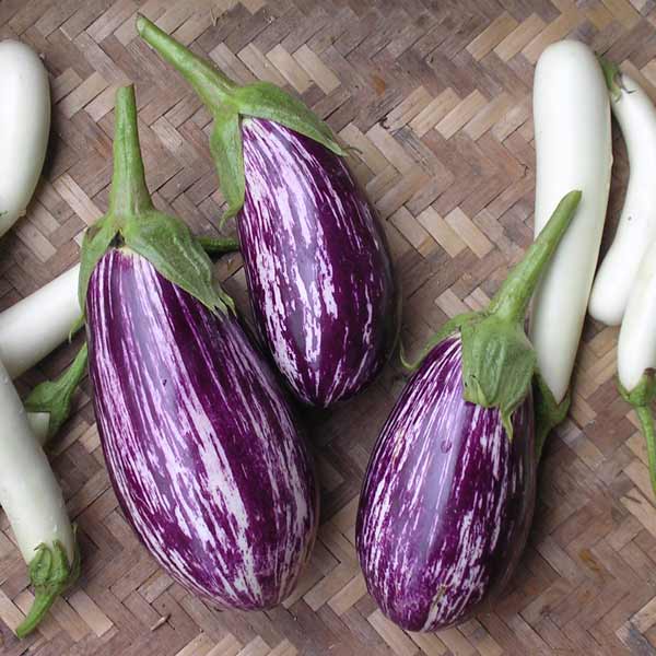 楽天市場】ナス：白ナス(イタリア野菜）[人気のシロナス 茄子 野菜タネ