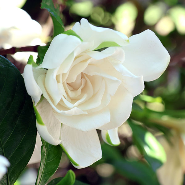 楽天市場】八重咲き クチナシ ヌマタクチナシ 4〜4.5号鉢 鉢花 寄せ