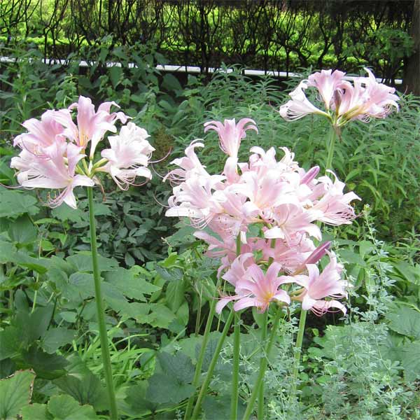 楽天市場】【2球セット】リコリス オーレア(黄) : 千草園芸