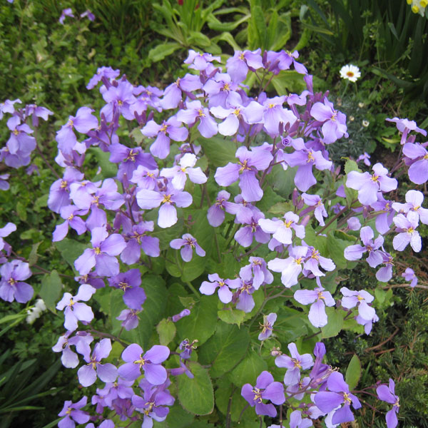 楽天市場】【5色】白粉花（オシロイバナ） 夕映え 3.5号苗 : 千草園芸