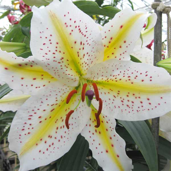 楽天市場】秋植え球根〜春植え球根 改良 山ゆり オーラタムゴールド