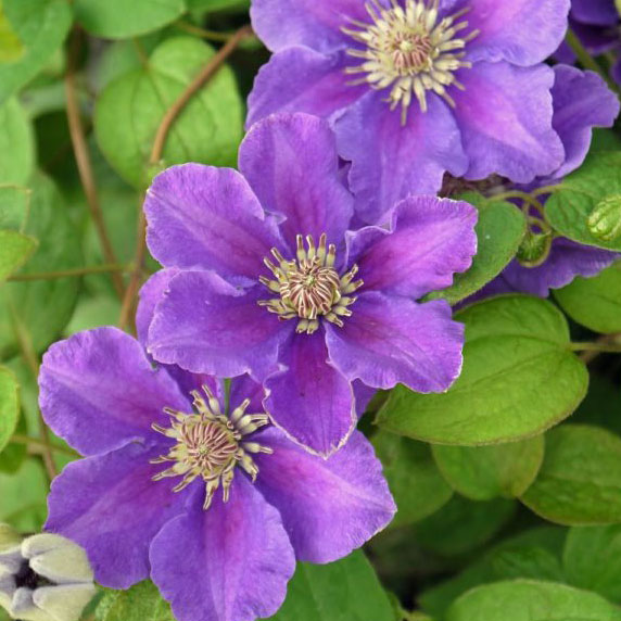 楽天市場】クレマチスの苗/クレマチス：ユルカ3.5号ロングポット