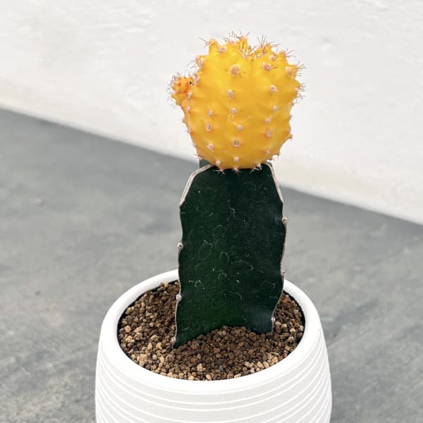 楽天市場】【 緋牡丹 黄色 (きいろ) 】☆ ヒボタン サボテン 接ぎ木