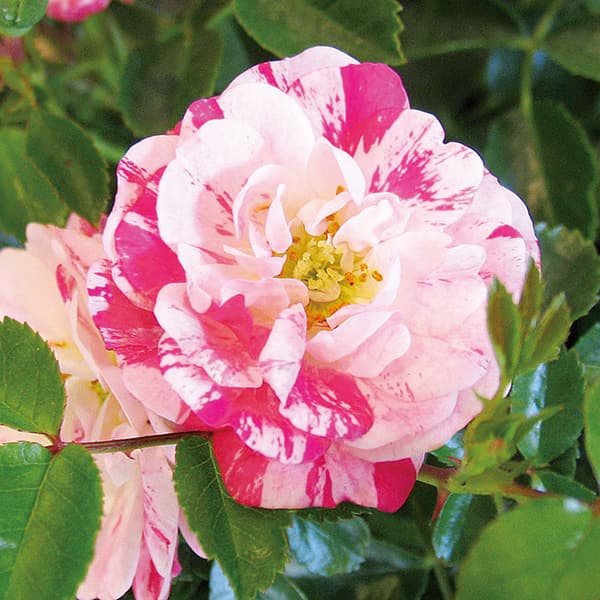 湖に咲く薔薇　3枚セット　ヘルメスやゴジラに 日本花キ流通 予約販売 ミニバラ ヘルメス 3号ポット 四季咲き