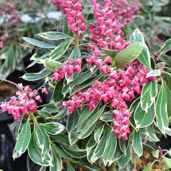 楽天市場】アセビ（馬酔木/ピエリス） 白花 苗木 6号(d04) : 千草園芸