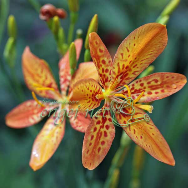 aya ヒオウギ（日扇） 楽天市場】【ヒオウギ属】ダルマ日扇 4.5号ポット : 産直花だん屋