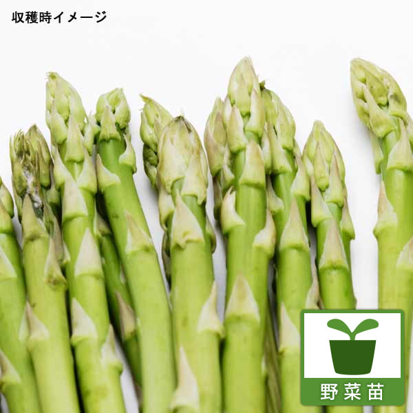 楽天市場】10月末頃～発送 アスパラガス 1年生苗 根株 茨城県産