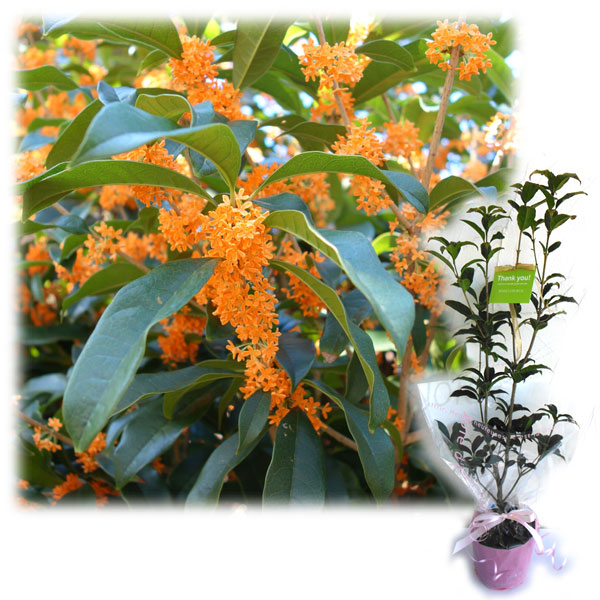 楽天市場】花木 庭木の苗/キンモクセイ（金木犀）6号ポット : 園芸