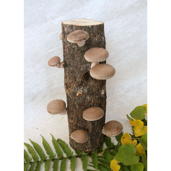 楽天市場】しいたけ原木 オガ菌完熟ホダ木 ホダキングしいたけ90 1本