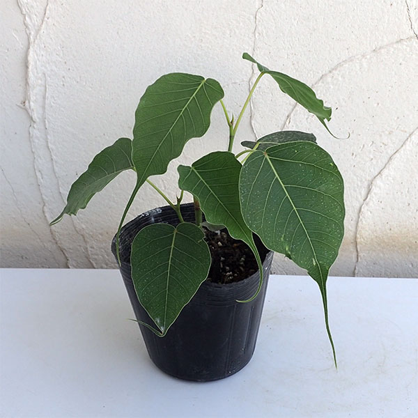 楽天市場】観葉植物/フィカス：アルテシマ（曲げ仕立） 6号鉢植え