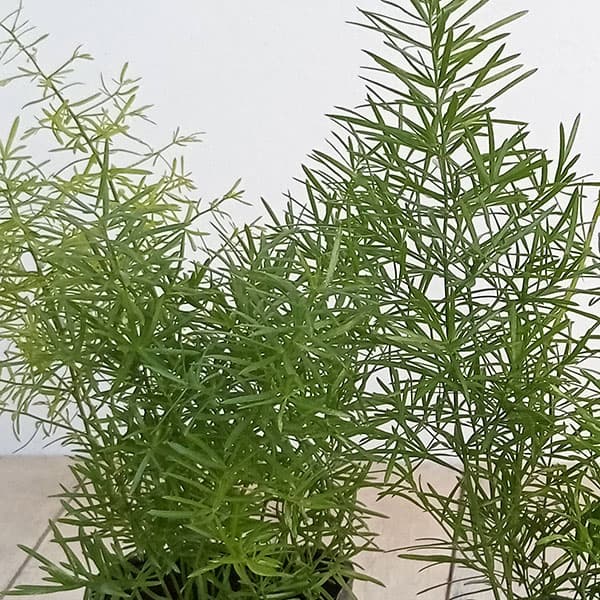 楽天市場】観葉アスパラガス メイリー 観葉植物 4.5号ポット(鉢