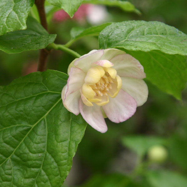 花木 庭木の苗 グミ