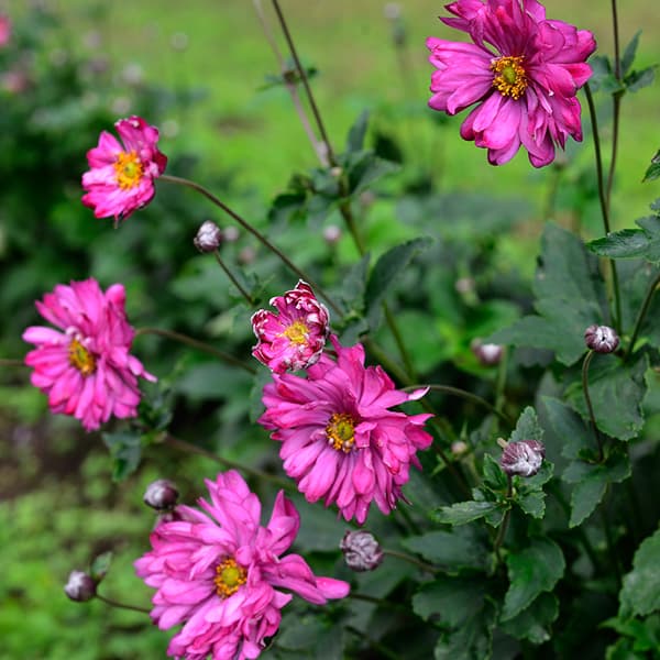 シュウメイギク　ホトトギス　ご確認用 シュウメイギク・ホトトギス | 時をこえて ー百年の庭ー