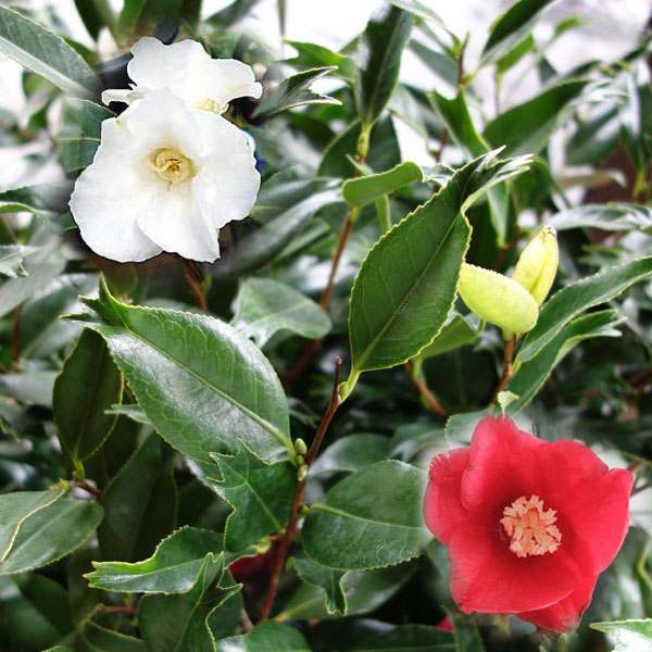 金鏡　きんきょう　椿 金鏡 きんきょう 椿 - Mercari Japan 33147752343 | Otsukai.com