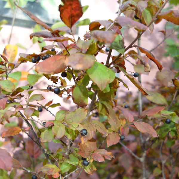 楽天市場】ナツハゼ 苗木 苗《果樹苗》 5寸ポット植え : 日本花卉