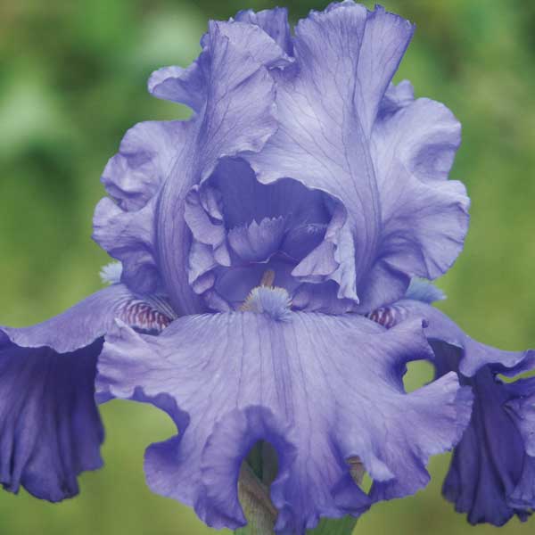 楽天市場】【選べる6種】ジャーマンアイリス 3.5号苗(c06) : 千草園芸