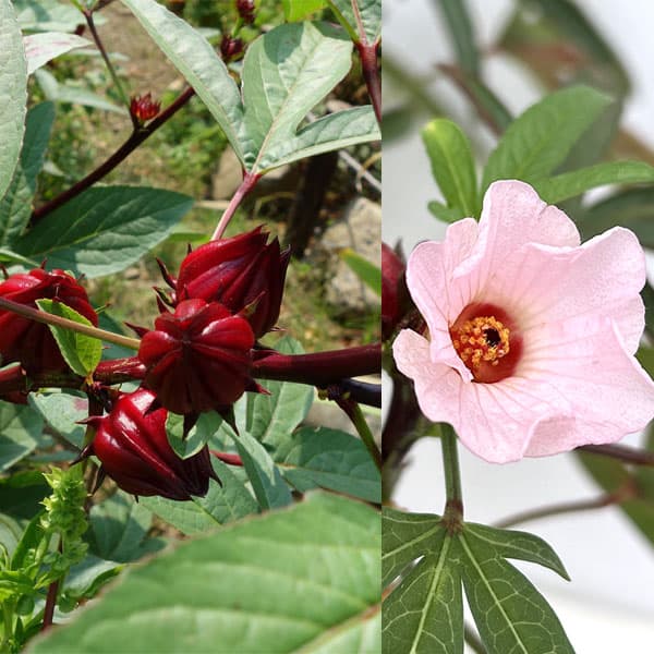 ぽんぽこ　ハイビスカス 苗木 ペインテッドレディー Z 太苗 複数蕾み付き 楽天市場】ハーブの苗/ローゼル（ハイビスカスティー）3-3.5号