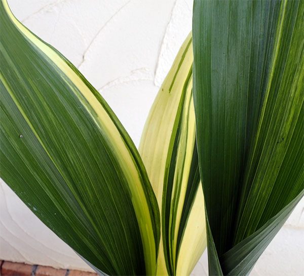 楽天市場】ハラン苗 大株（根巻） : 千草園芸