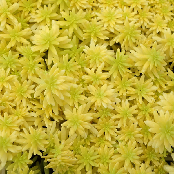 楽天市場】観葉植物/セダム：ミモザ3号ポット 2株セット : 園芸
