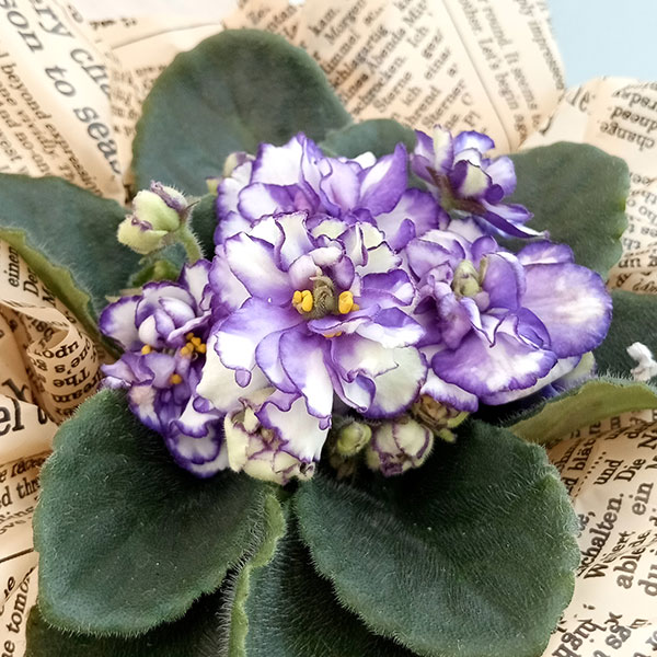 楽天市場】【予約販売】 セントポーリア アマデウス 3号鉢 普通種 鉢花